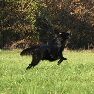 Schwarzer Hund sprintet beim Anti Jagdtraining in Richtung Wald