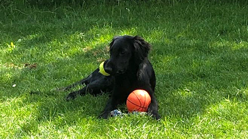Schwarzer Hund mit orangenem Ball liegt in der Wiese