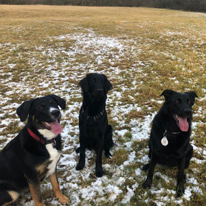Drei schwarze Hunde machen beim Gruppentraining sitz auf schneebedeckter Wiese