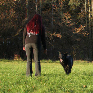 Schwarzer Hund sprintet beim Rückruftraining in der Wiese zur Hundetrainerin zurück
