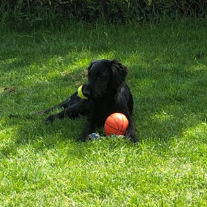 Schwarzer Hund mit orangenem Ball liegt in der Wiese